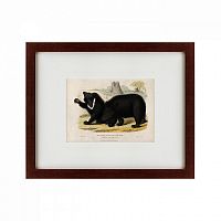 картина: two ursine sloths, or sloth bears, 1830 в Таганроге