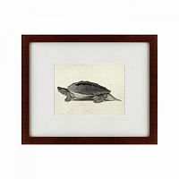 картина: a hand-painted illustration of a burmese roofed turtle, 1873 в Таганроге