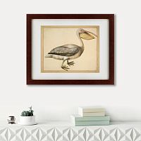 картина: a european pelican, 1635г. в Таганроге