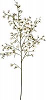 декор oncidium orchid в Таганроге
