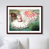 картина: water lily during bloom, 1870г. в Таганроге