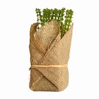 растение декоративное potted herb polini в Таганроге