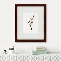 картина: apricot flower (prunus armeniaca), 1832 в Таганроге