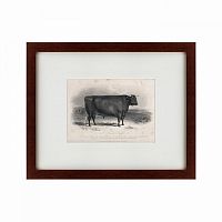 картина: a devon bull, 1849 в Таганроге