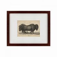 картина: bison, 1828 в Таганроге