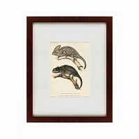 картина: des reptiles, 1705 в Таганроге