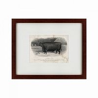 картина: a devon steer, 1869 в Таганроге