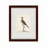 картина: the brown bird в Таганроге