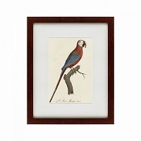 картина: ara macao (scarlet macaw), 1801 в Таганроге