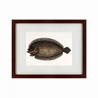 картина: sole fish, 1722 в Таганроге