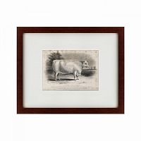 картина: a short horned bull, 1849 в Таганроге