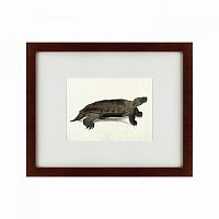 картина: a hand-painted illustration of an arakan forest turtle, 1872 в Таганроге