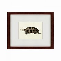 картина: a hand-painted illustration of an elongated tortoise, 1873 в Таганроге