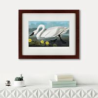 картина: common american swan, 1838 в Таганроге