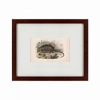 картина: armadillo, 1860 в Таганроге