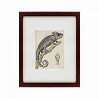 картина: chameleon, 1706 в Таганроге
