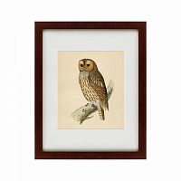 картина: brown owl, 1760 в Таганроге