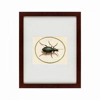 картина: beetle, 1700 в Таганроге