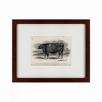картина: a short horned steer, 1849 в Таганроге