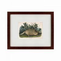 картина: armadillo (dasypus peba), 1848 в Таганроге
