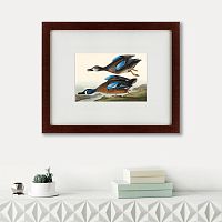 картина: blue-winged teal, 1836 в Таганроге