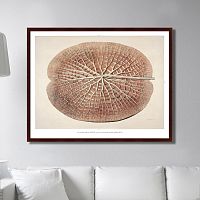 картина: leaf of a gigantic water lily, 1870г. в Таганроге